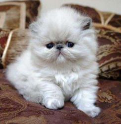 Blue Eyes Himalayan Persian Kittens Available
