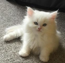 All White Himalayan Kittens For Adoption