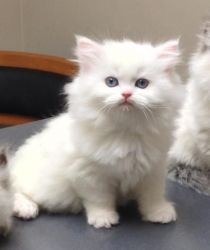 White Himalayan Kittens For Adoption