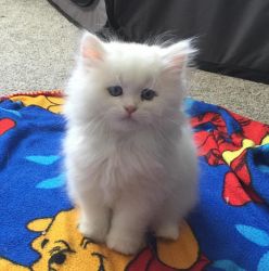 White Himalayan Kittens available