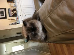 Registered Male Himalayan with breeding rights, produced 2 litters