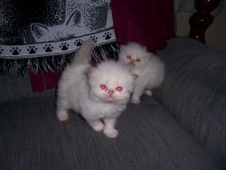 Himalayan Kittens and a Ragdoll Kitten