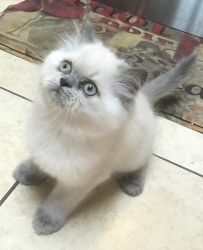 HANDSOME Male Lilac Point Himalayan Kittten