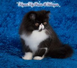 Show Quality B&W Bicolor Persian Kitten