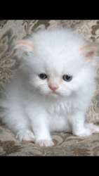 Beautiful flame point and cream point himalayan kittens available