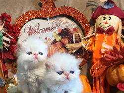 Persian and Himalayan kittens for sale