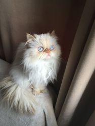 Looking For A Loving Home For My Female Himalayan