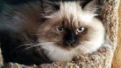 Gorgepus Male Himalayan Kittens