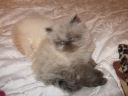 Chocolate Point & Flame Point Himalayan kittens