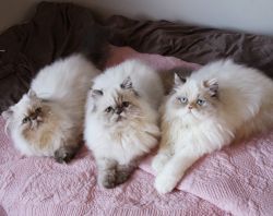 Purebred Persian Himalayan kittens for sale.