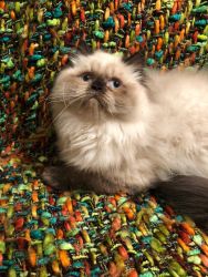 Male Seal Point Himalayan for Sale!