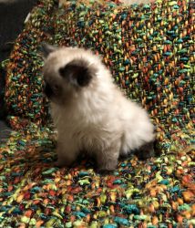 Baby Boy Seal Point Himalayan Kitten for Sale!