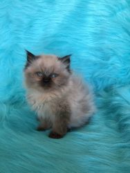 Female Seal Point Himalayan kitten for sale!