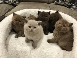 Gorgeous British Shorthair KittenS Available Now
