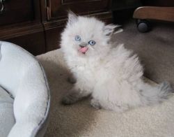 Available Himalayan Kittens Ready