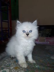 Himalayan Persian Kittens on sale