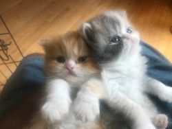 Two himalyian kittens