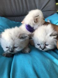 Tica registered kittens