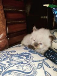 Himalayan male kitten for sale