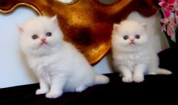 Gorgeous white Exotic shorthair Persian Himalayan kittens Blue Eyes