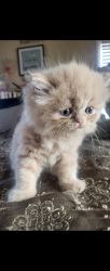 Persian/Ragdoll kittens
