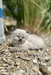 Himalayan Persian Kittens