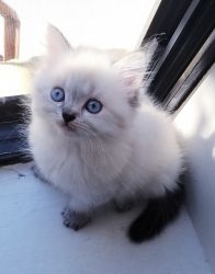Mix persians for sale