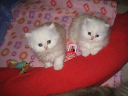 Cute Himalayan and Persian Kittens for sale