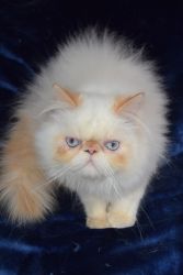 Himalayan/Persian kittens for sale