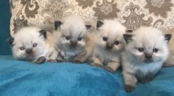 Himalayan kittens for sale New Jersey