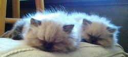 Purebred Himalayan/Persian Kittens