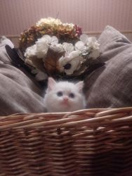 Elite doll face persian himmy kittens 3 now availataking deposits now!