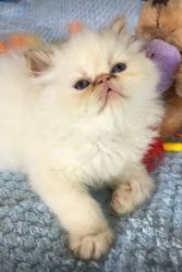 Gorgeous Plush Himalayan Lynx kittens! 2 Flame Point Boys! Looking fo