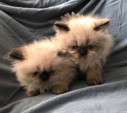 Himalayan/ Persian Kittens for Sale