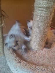 Top Quality Himalayan Color pt. Persian kittens