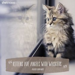Persian & Himalayan Kittens