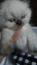 Pure Doll Face Himalayan kittens