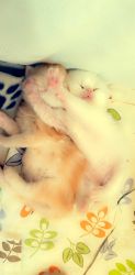 7 weeks old Himalaya Percian kitty $600 including deworn first shots G