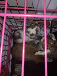 Re-homing 3 bunnies