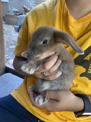 Holland lop Mix for sell