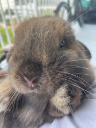 Beautiful loving lop eared rabbit- South Beach