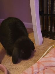5 Month old Holland Lop
