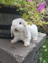 Holland lop bunnies for sale.