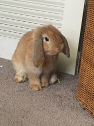 Female Holland lop needs a home