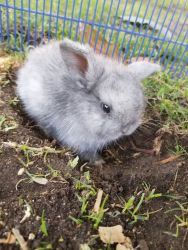 Fluffy bunnies for sale