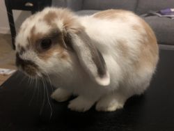 Holland Lop for sell