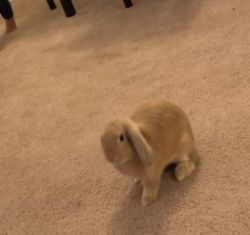 5 month old litter trained bunny