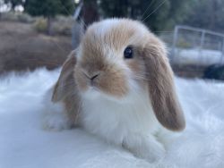 Pure Holland Lop Bunnies