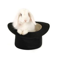 HOLLAND LOP BUNNIES AVAILABLE FOR HOLIDAYS