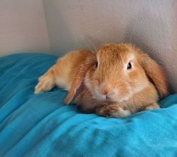 Male, fixed, 3 pound holland lop